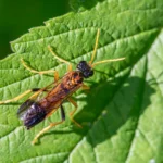 Detailed image of a Figwort Sawfly on a green leaf in daylight.