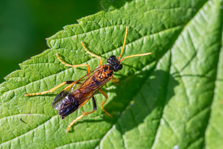 Detailed image of a Figwort Sawfly on a green leaf in daylight.