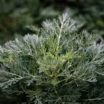 Absinthe au jardin : semis de mars, fleurs de juillet et bordure à distance Detailed image of a lush green wormwood plant (Artemisia absinthium) with dewdrops on leaves.