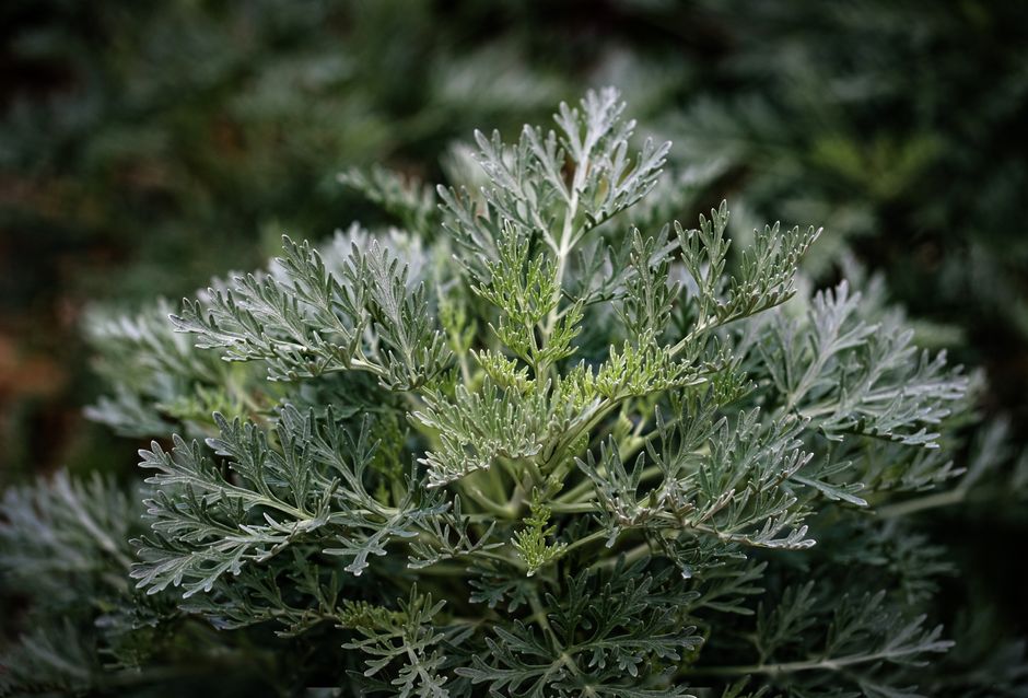 Detailed image of a lush green wormwood plant (Artemisia absinthium) with dewdrops on leaves.
