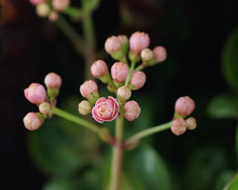 Detailed image of pink Kalanchoe flower buds blooming against a blurred background.