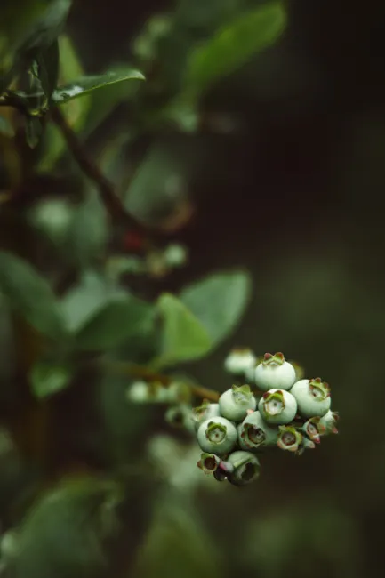 Detailed macro shot of green unripe blueberries on a bush with a blurred background.