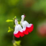 Sauge microphylla : six mois de fleurs en climat doux, gel en embuscade Detailed macro shot of hot lips salvia flowers with bright red and white petals.