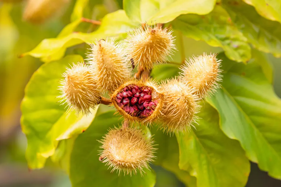 Detailed photograph of annatto seeds inside spiky pods, surrounded by fresh green leaves.