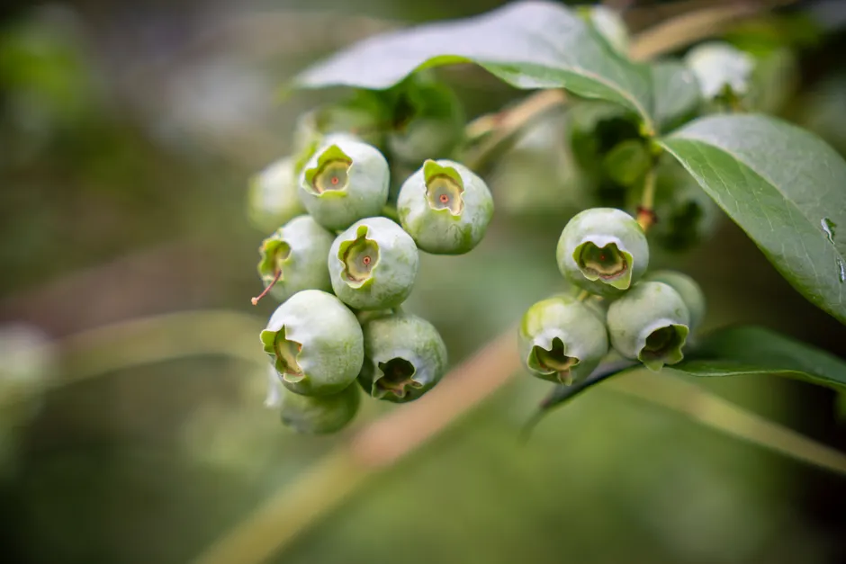 Detailed shot of unripe blueberries on a bush with lush green leaves in focus.