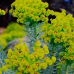 Euphorbe characias : planter au printemps, fleurir de mars à juin, latex sous contrôle Detailed view of bright yellow Euphorbia flowers in a garden setting, showcasing nature's beauty.