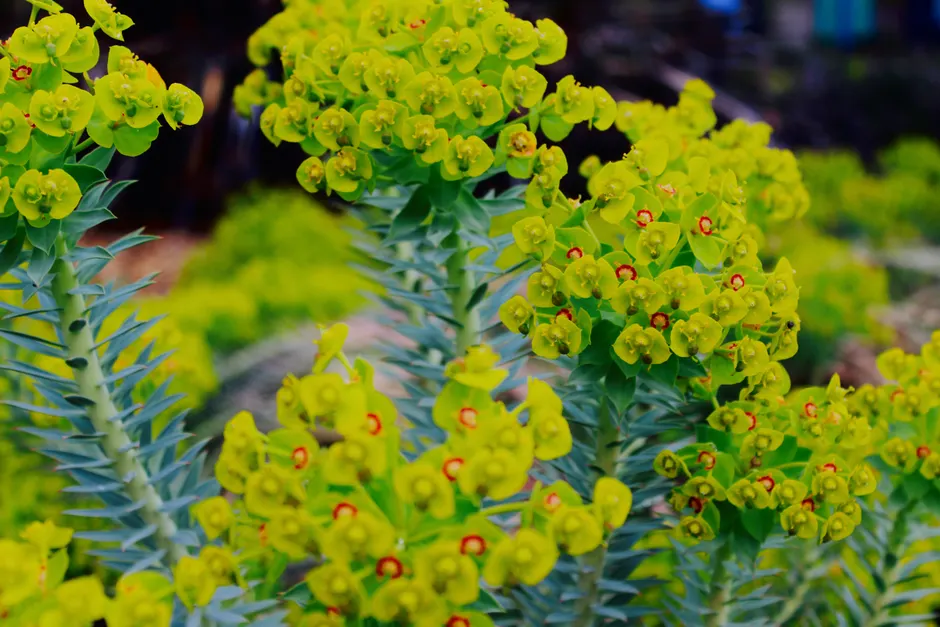 Detailed view of bright yellow Euphorbia flowers in a garden setting, showcasing nature's beauty.