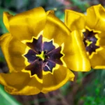 Bulbe à fleurs : tulipe, crocus et dahlia, trois organes à distinguer Detailed view of bright yellow tulips with unique patterns in an English garden.
