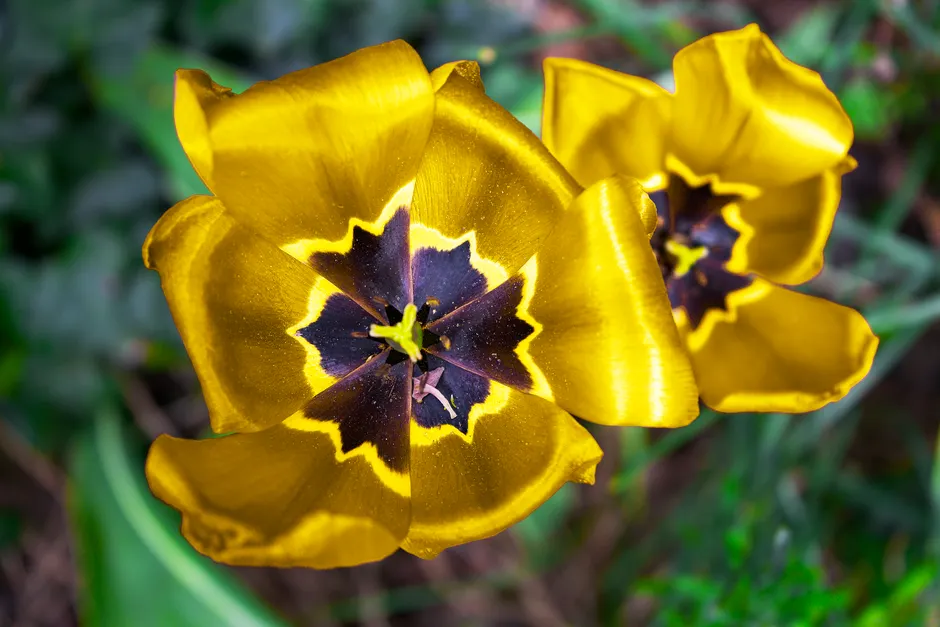 Detailed view of bright yellow tulips with unique patterns in an English garden.