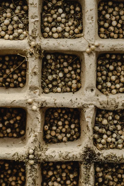 Detailed view of coriander seeds in a grid-patterned seedling tray, perfect for gardening themes.