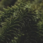 Detailed view of evergreen Araucaria Araucana branches, showcasing unique needle-like structures.