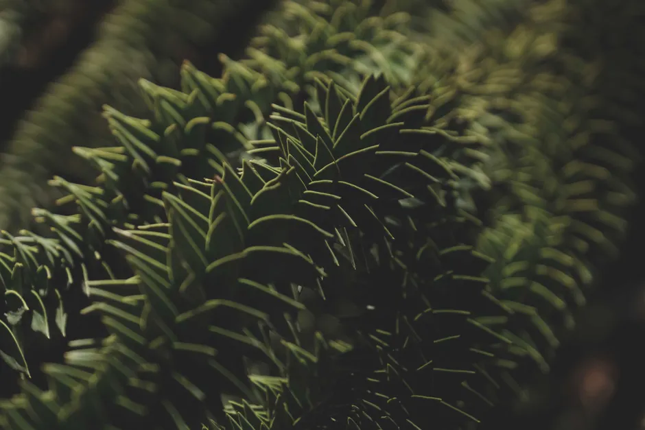 Detailed view of evergreen Araucaria Araucana branches, showcasing unique needle-like structures.