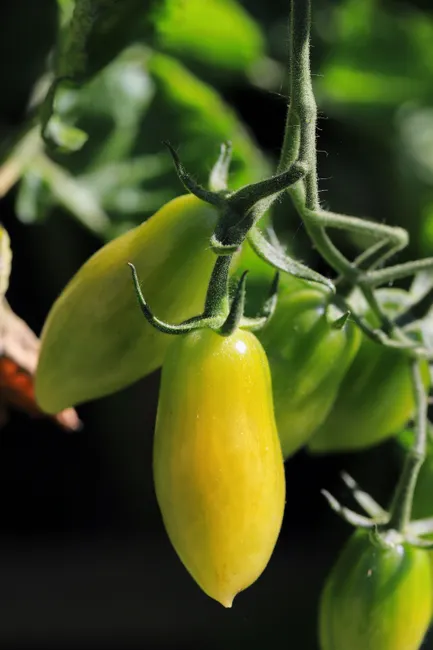 Detailed view of fresh green tomatoes growing on a vine in sunlight, ready for harvest.