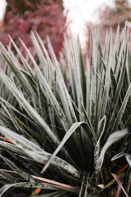 Detailed view of frosted yucca plants with a soft focus, highlighting winter texture and natural beauty.
