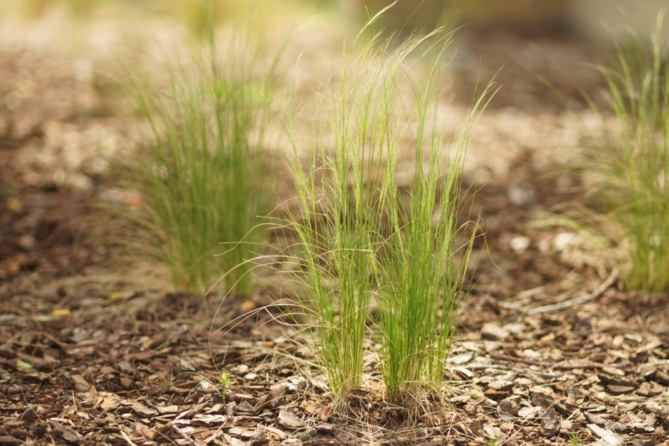 Detailed view of green grass emerging through mulch in a garden setting.