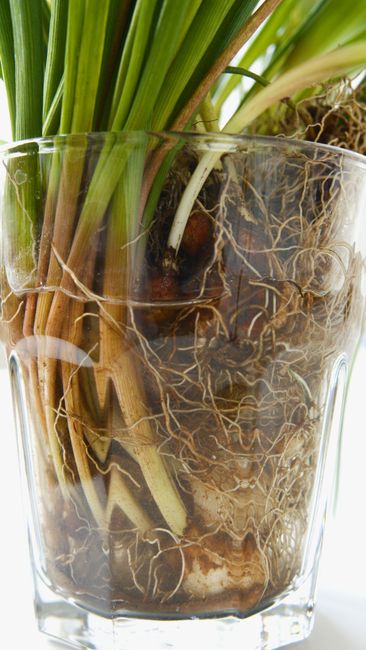 Detailed view of plant roots and stems submerged in a glass of water.