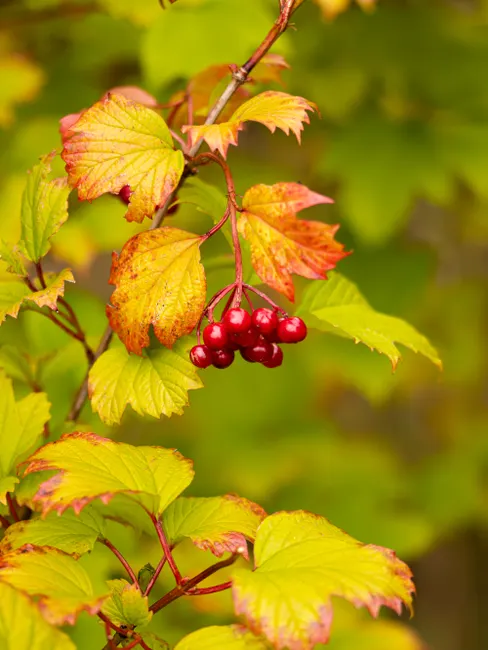 Detailed view of red guelder rose berries and colorful leaves in autumn.