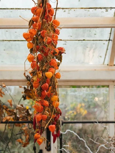 Dried orange Physalis alkekengi, also known as Chinese lanterns, in a greenhouse setting.
