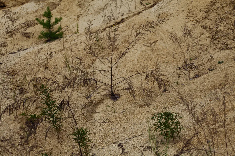 Dry plants and green shrubs growing on sandy ground of hilly terrain in arid area of nature on summer time