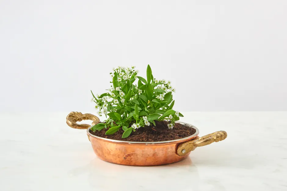 Elegant potted plant with white flowers in copper cookware on marble surface.