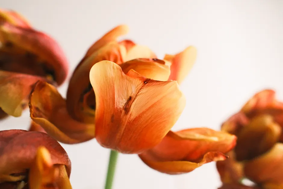 Elegant red tulips in soft light, showcasing delicate petals.