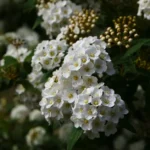 Tamaris de printemps : 40 à 60 cm par an, mais gare à la taille Explore the serene beauty of white flowering spirea in a lush outdoor garden setting.