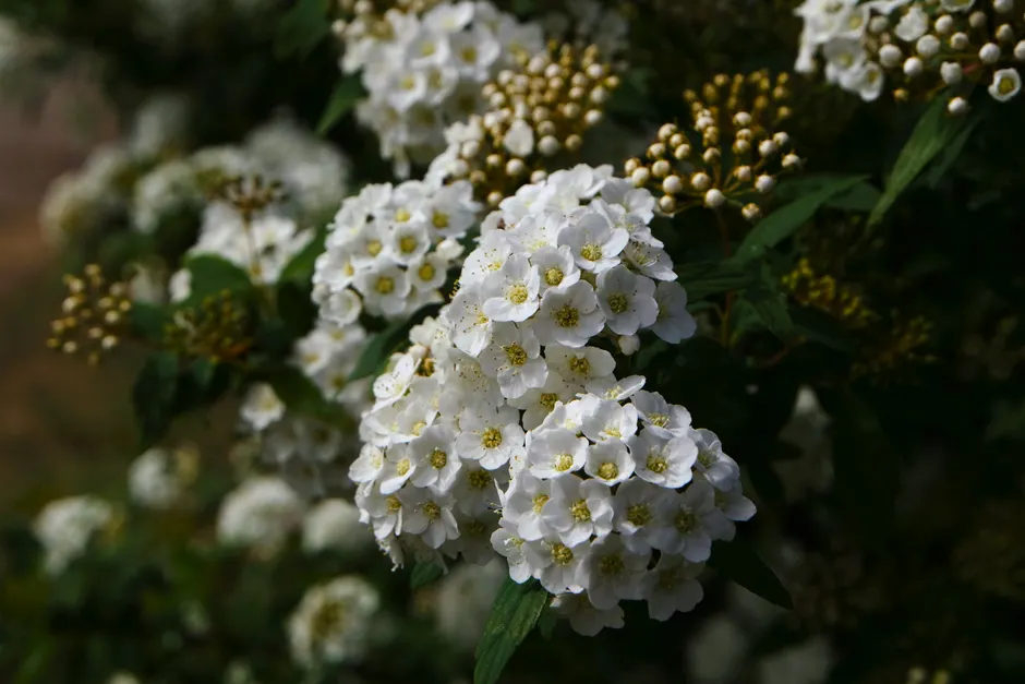 Explore the serene beauty of white flowering spirea in a lush outdoor garden setting.