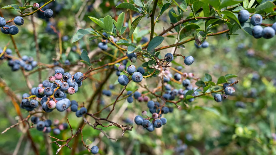 Fresh blueberries growing on a bush in NC, capturing the essence of summer harvest.