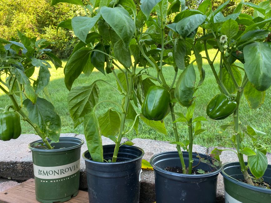 Fresh green bell peppers growing in pots in a garden setting.
