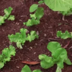 Mâche au potager: semis de juillet à octobre, récolte jusqu'au printemps Fresh green lettuce plants thriving in rich garden soil, showcasing organic growth.