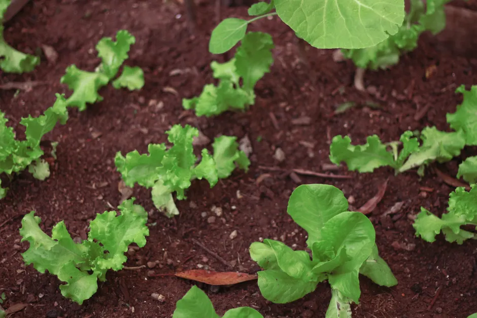 Fresh green lettuce plants thriving in rich garden soil, showcasing organic growth.