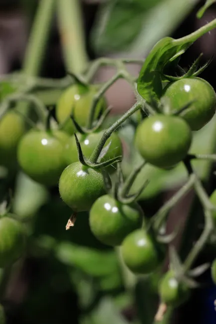 Fresh green tomatoes growing on vine, perfect for health and gardening content.