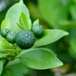 Mineuse des agrumes : été et automne, les jeunes pousses trinquent Fresh, unripe green citrus fruits on lush green leaves in a garden setting.