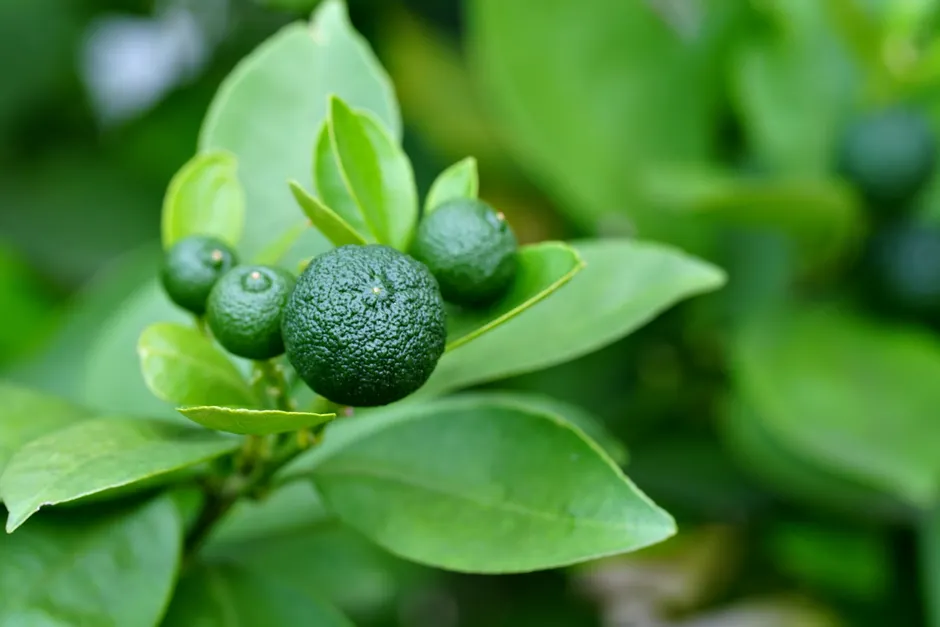 Fresh, unripe green citrus fruits on lush green leaves in a garden setting.
