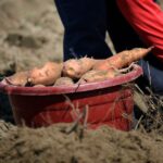 Patate douce : septembre à novembre, la gelée tranche Freshly harvested sweet potatoes in a red bucket during a sunny field harvest.