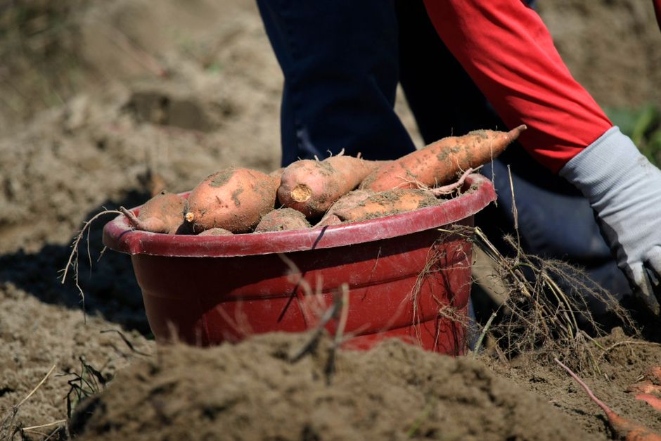 Freshly harvested sweet potatoes in a red bucket during a sunny field harvest.