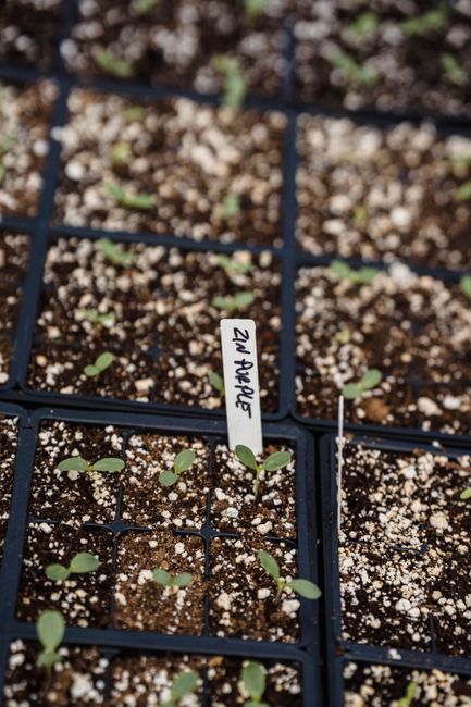 From above full frame of container with note in fertile soil and small green seedlings growing in garden on summer day