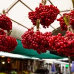 Viorne obier : 2 à 4 m, des baies rouges, mais pas crues From below bunches of red ripe guelder rose plant berries hanging in local market