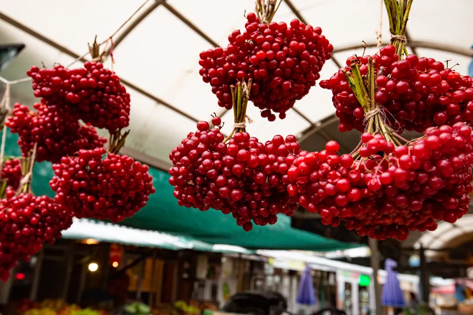 From below bunches of red ripe guelder rose plant berries hanging in local market