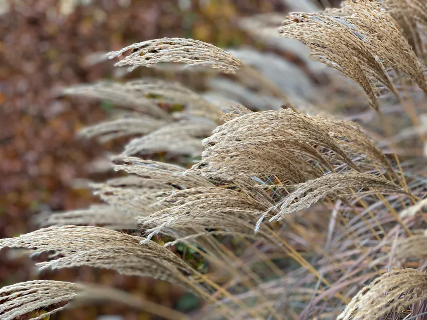 Golden ornamental grasses swaying in the wind, capturing a serene natural scene.