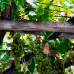 Kiwano : semis de mars, récolte de fin d'été, ça pique Green grapes hang on the vine under a rustic wooden trellis in a vibrant vineyard setting.