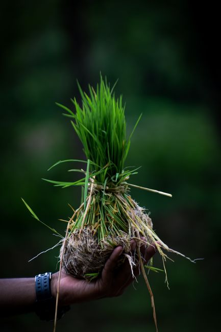 Hand holding a lush bundle of green grass with dark blurred background.