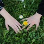 Diviser les vivaces en septembre : jusqu'à 5 éclats, sans massacre Hands gently touching green grass with dandelion and daisies, capturing nature's beauty in Schmalkalden, Germany.
