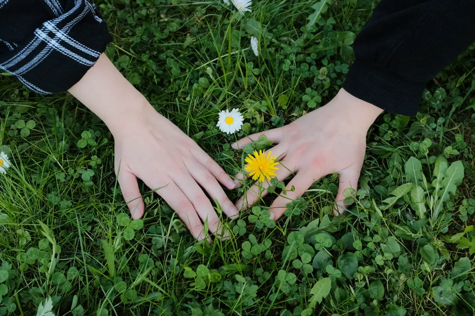 Hands gently touching green grass with dandelion and daisies, capturing nature's beauty in Schmalkalden, Germany.