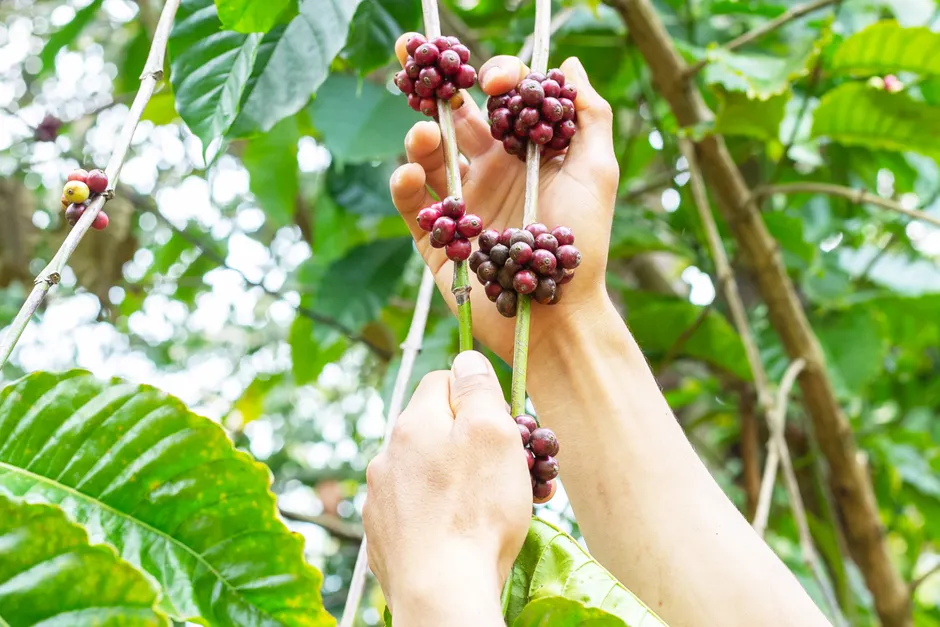 Hands holding and harvesting ripe coffee cherries directly from the branch outdoors.