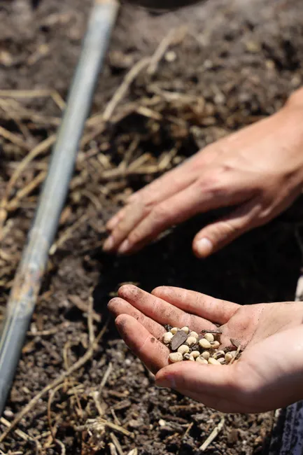 Hands holding seeds over soil, ready to plant. Close-up view.