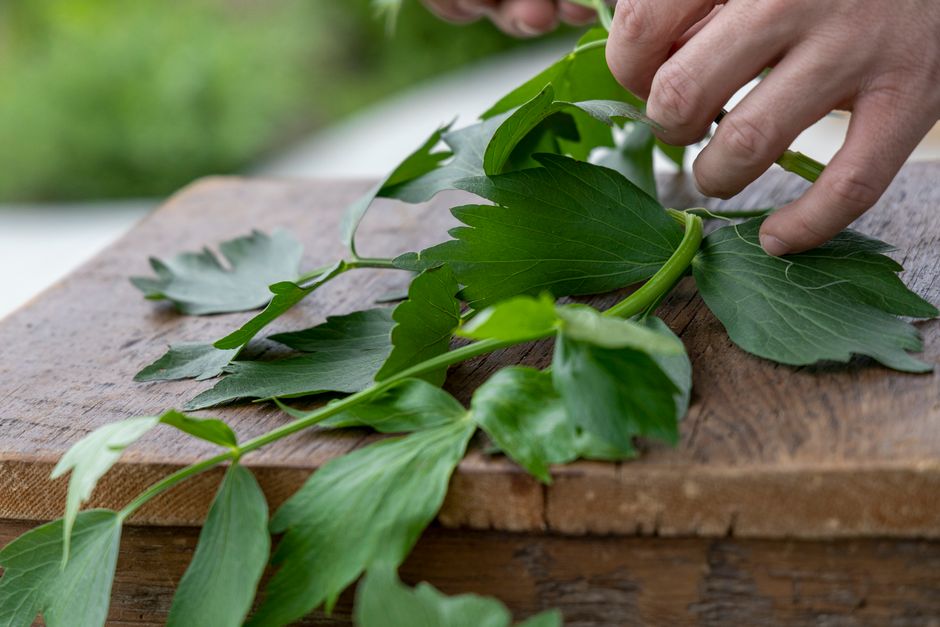 Hands preparing fresh lovage on a rustic wooden table, ideal for healthy lifestyle and cooking concepts.