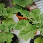Healthy green potted plants thriving in an outdoor garden environment.