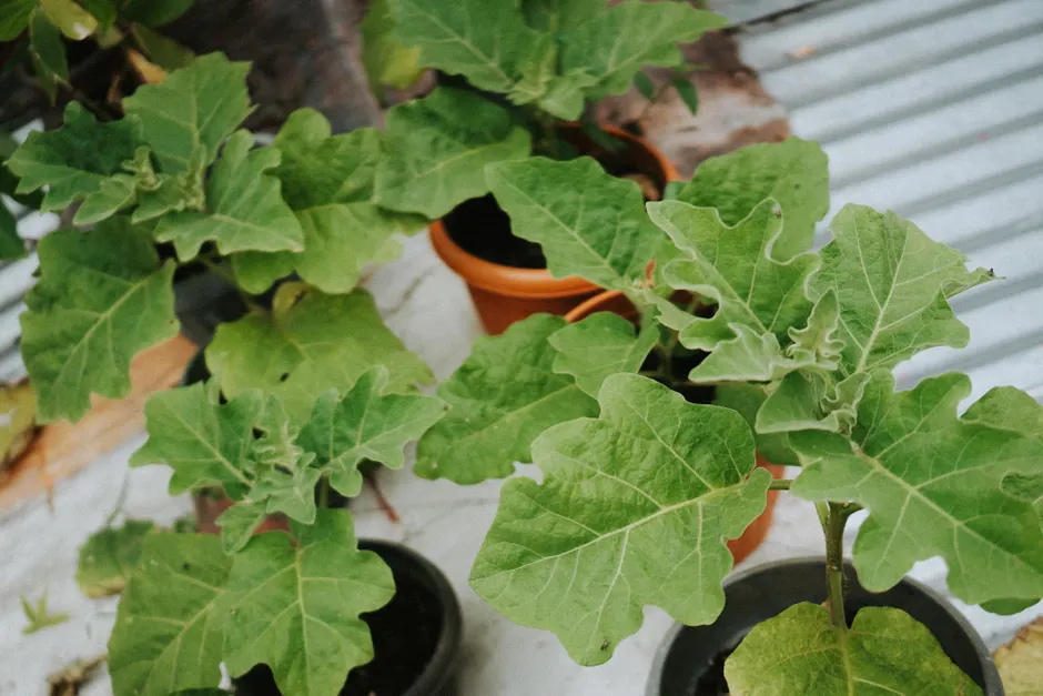 Healthy green potted plants thriving in an outdoor garden environment.