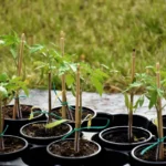 Cornue des Andes en 2026 : semis, tuteur et récolte, sans tour de passe-passe Healthy tomato seedlings in black plastic pots ready for planting outdoors on grassy ground.